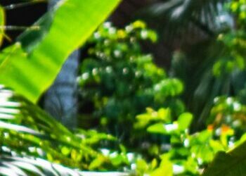 Bahçe Taş Fırını: Ne, Neden ve Nasıl?