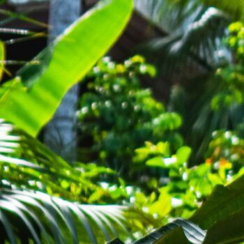 Bahçe Taş Fırını: Ne, Neden ve Nasıl?